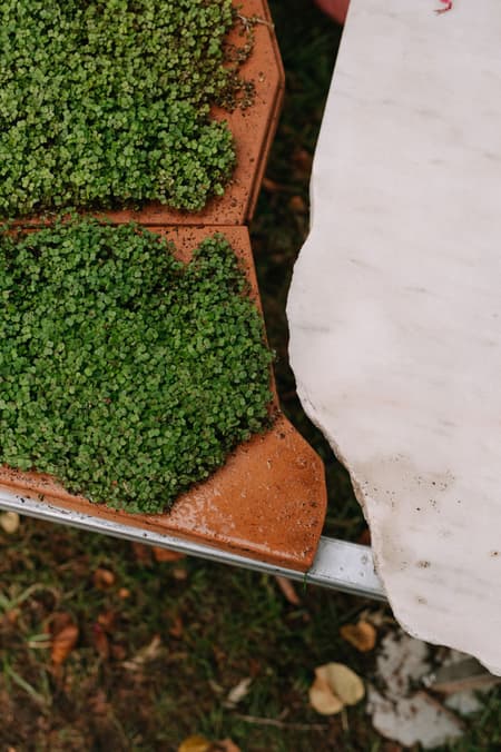 Live Multispecies Kitchen