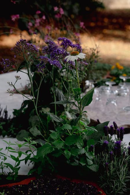 Live Multispecies Kitchen