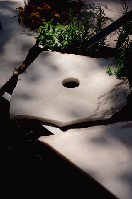 Live Multispecies Kitchen