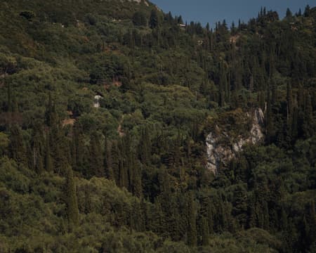 House in an Olive Grove
